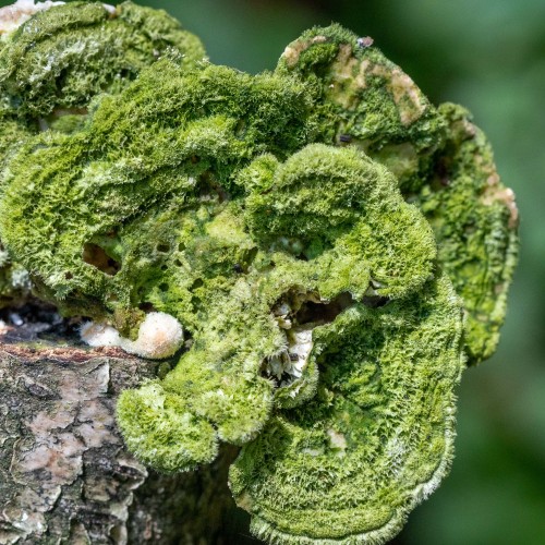 Cerrena unicolor