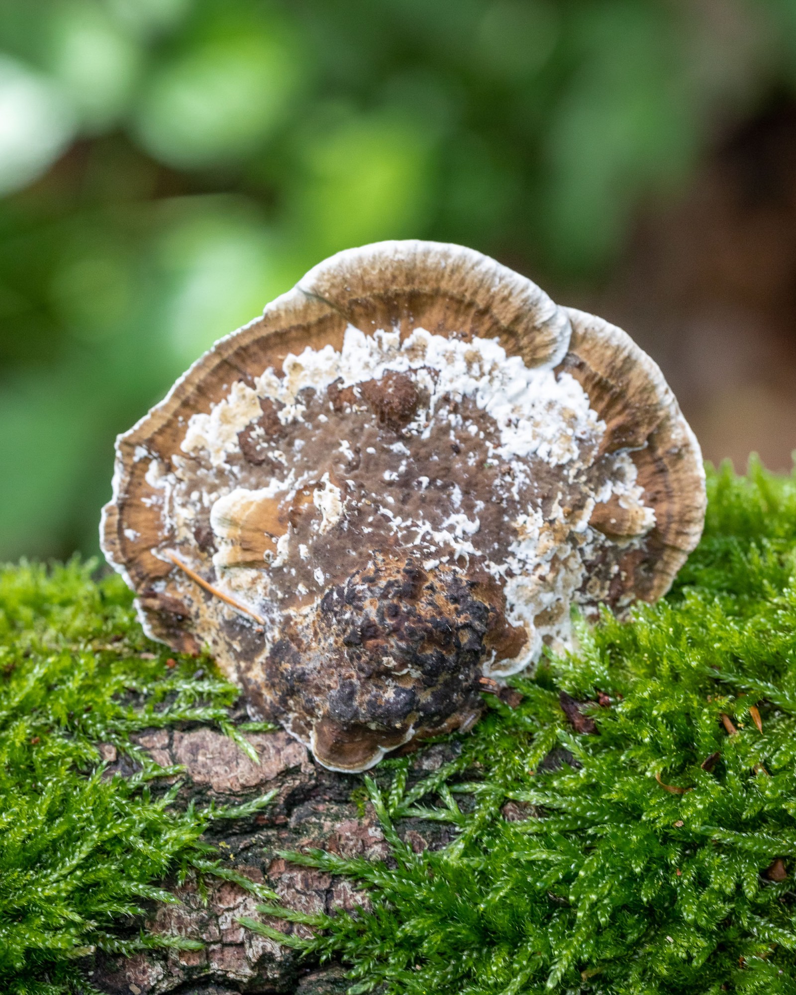 Daedaleopsis confragosa