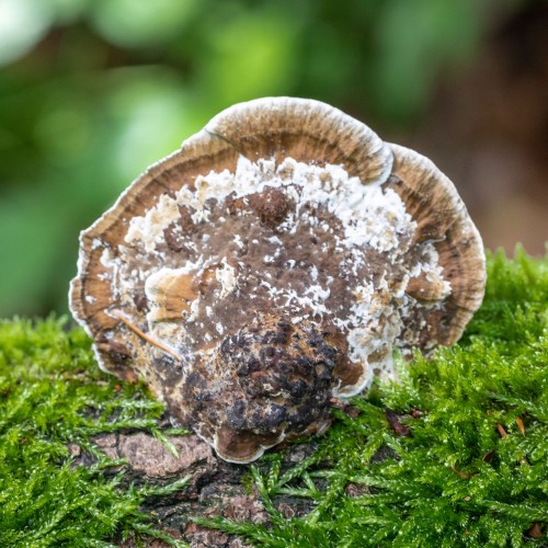 Daedaleopsis confragosa