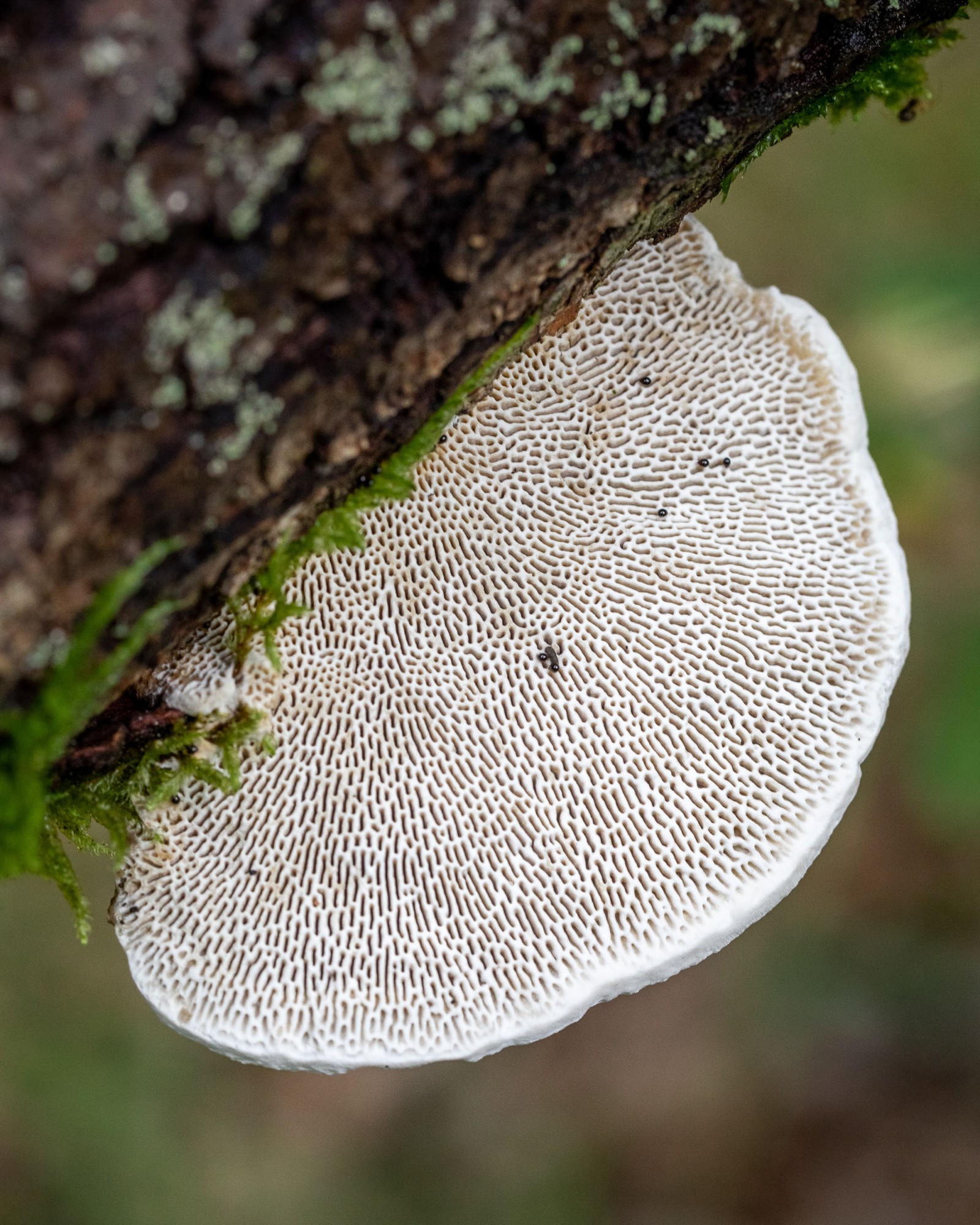 Daedaleopsis confragosa