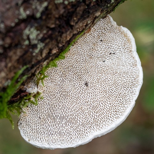Daedaleopsis confragosa