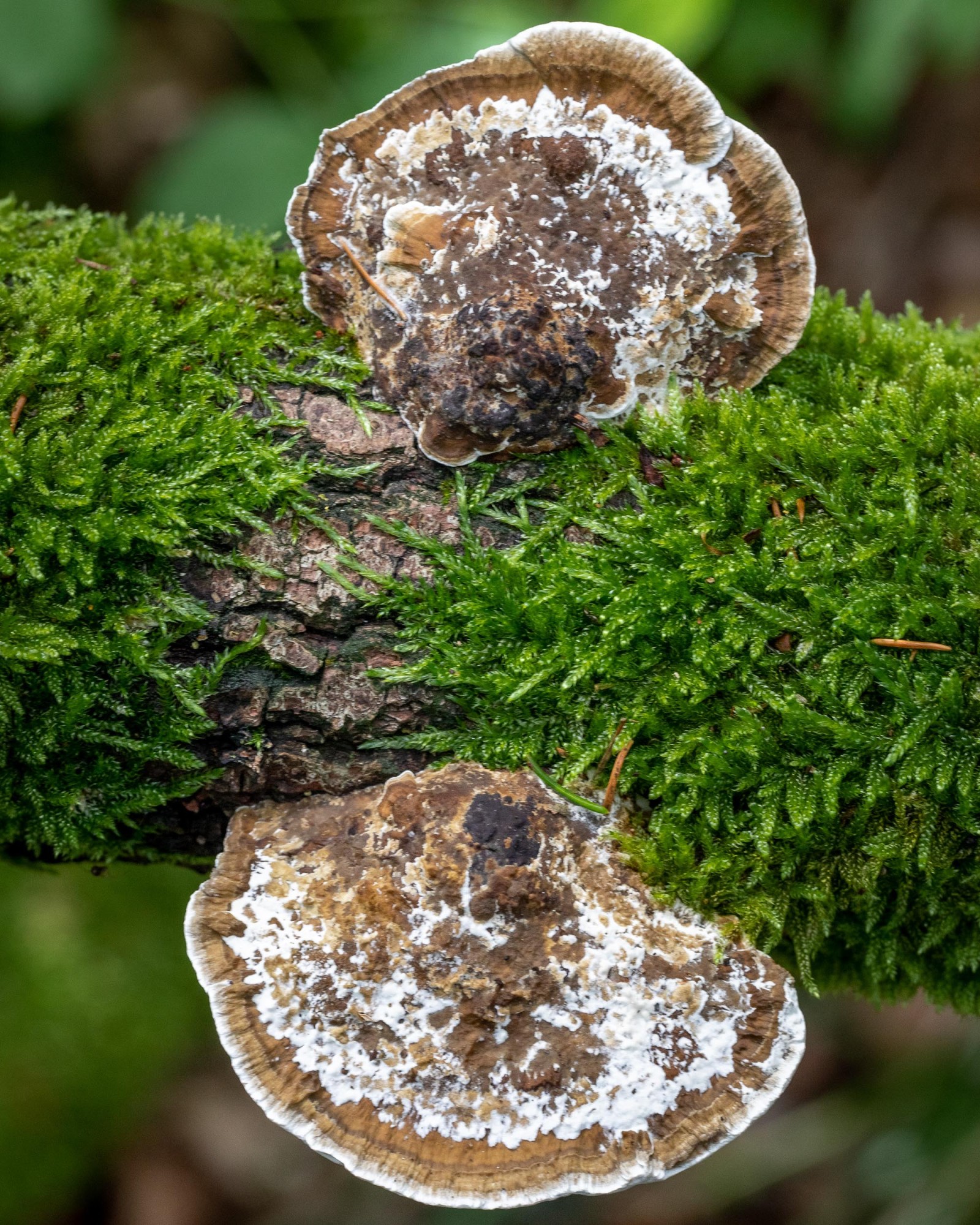 Daedaleopsis confragosa