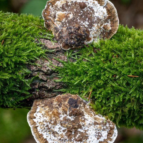 Daedaleopsis confragosa