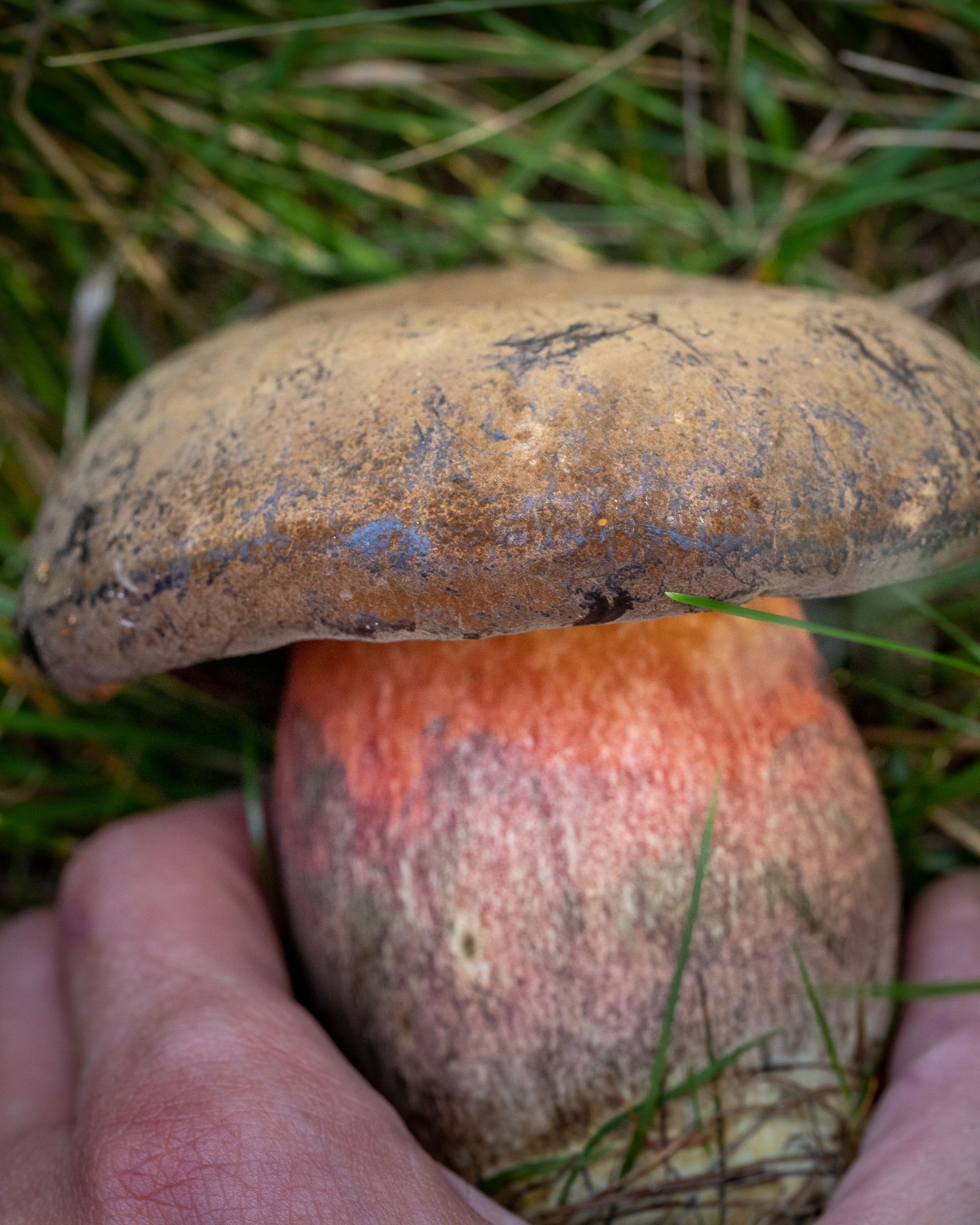 Neoboletus luridiformis