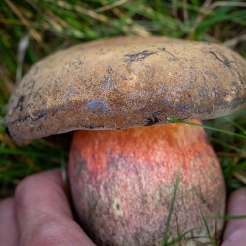 Neoboletus luridiformis