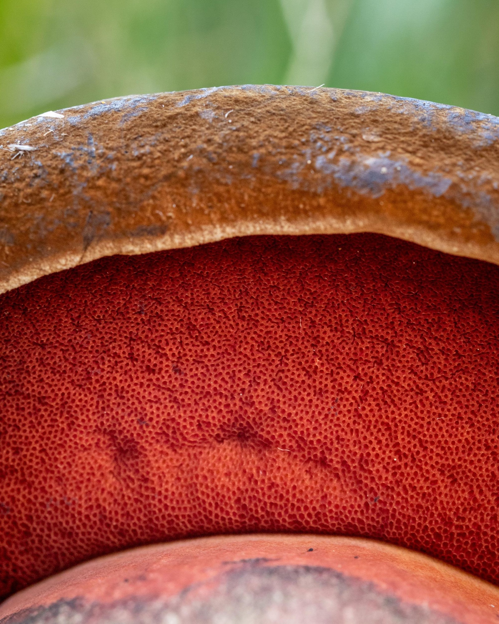 Neoboletus luridiformis