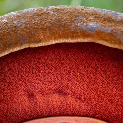 Neoboletus luridiformis