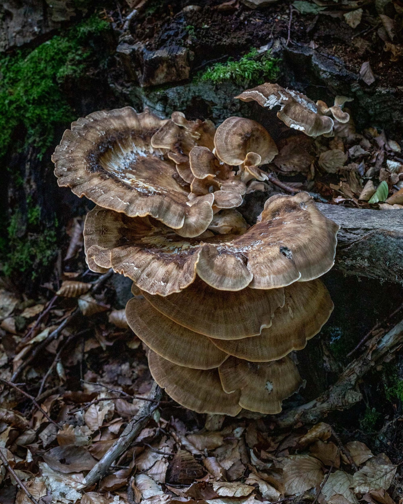 Meripilus giganteus