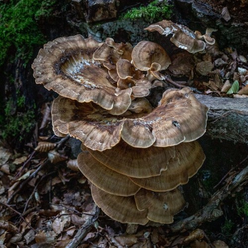 Meripilus giganteus