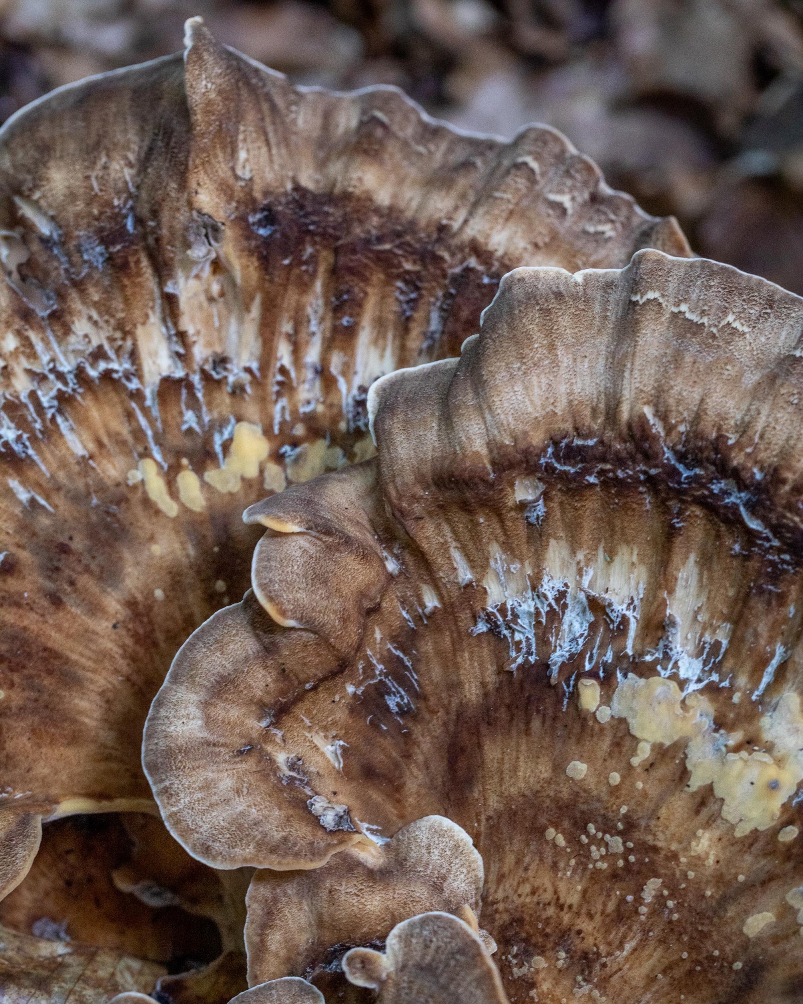 Meripilus giganteus