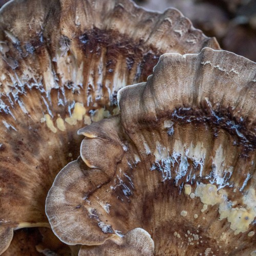 Meripilus giganteus