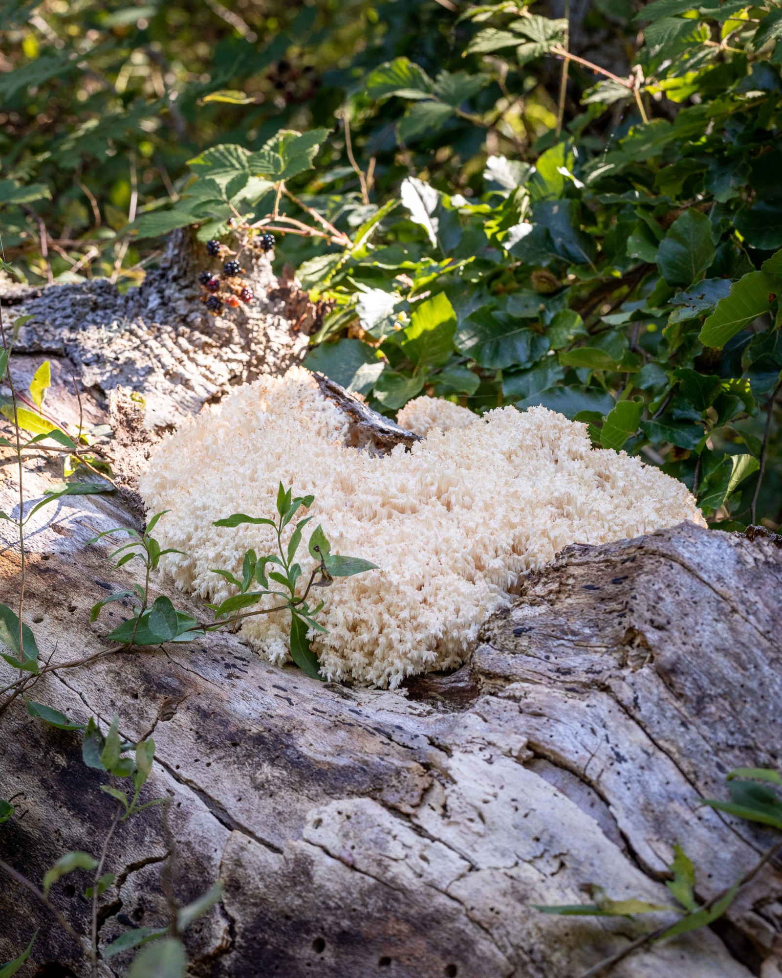 Hericium coralloides
