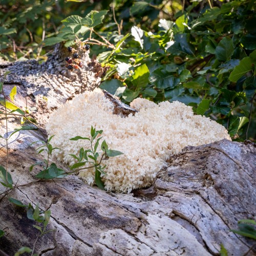 Hericium coralloides
