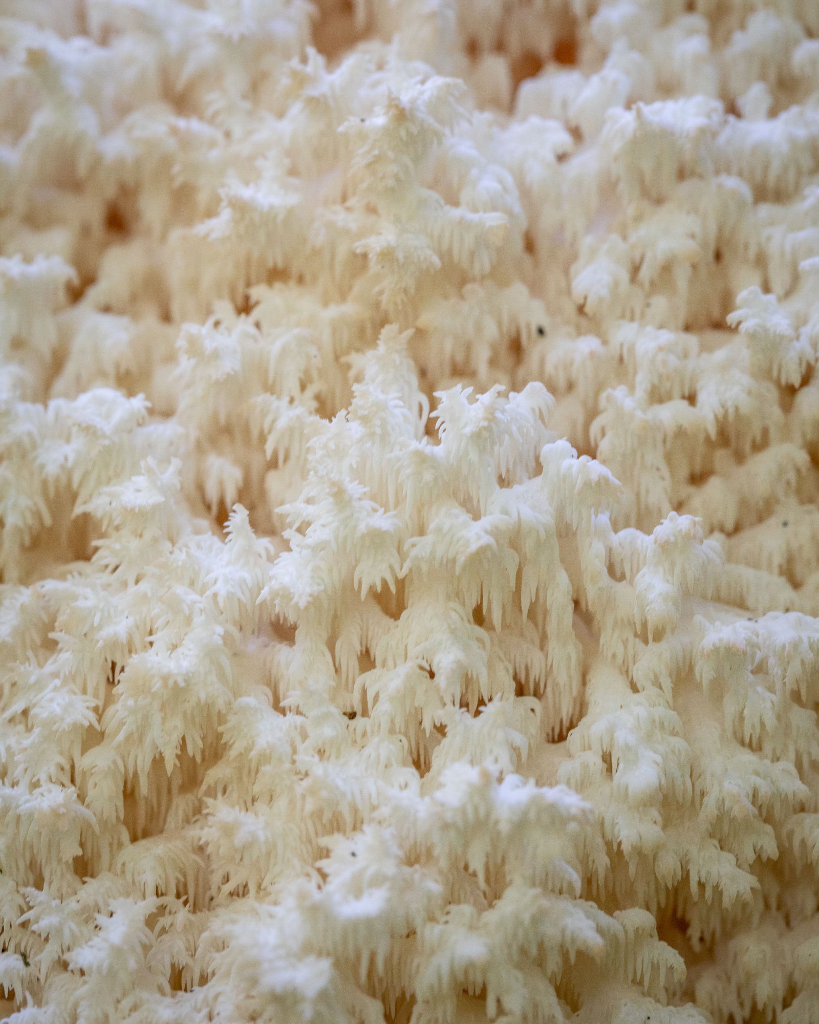 Hericium coralloides
