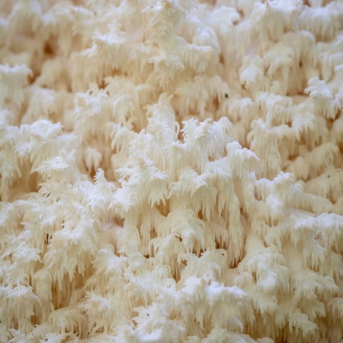 Hericium coralloides