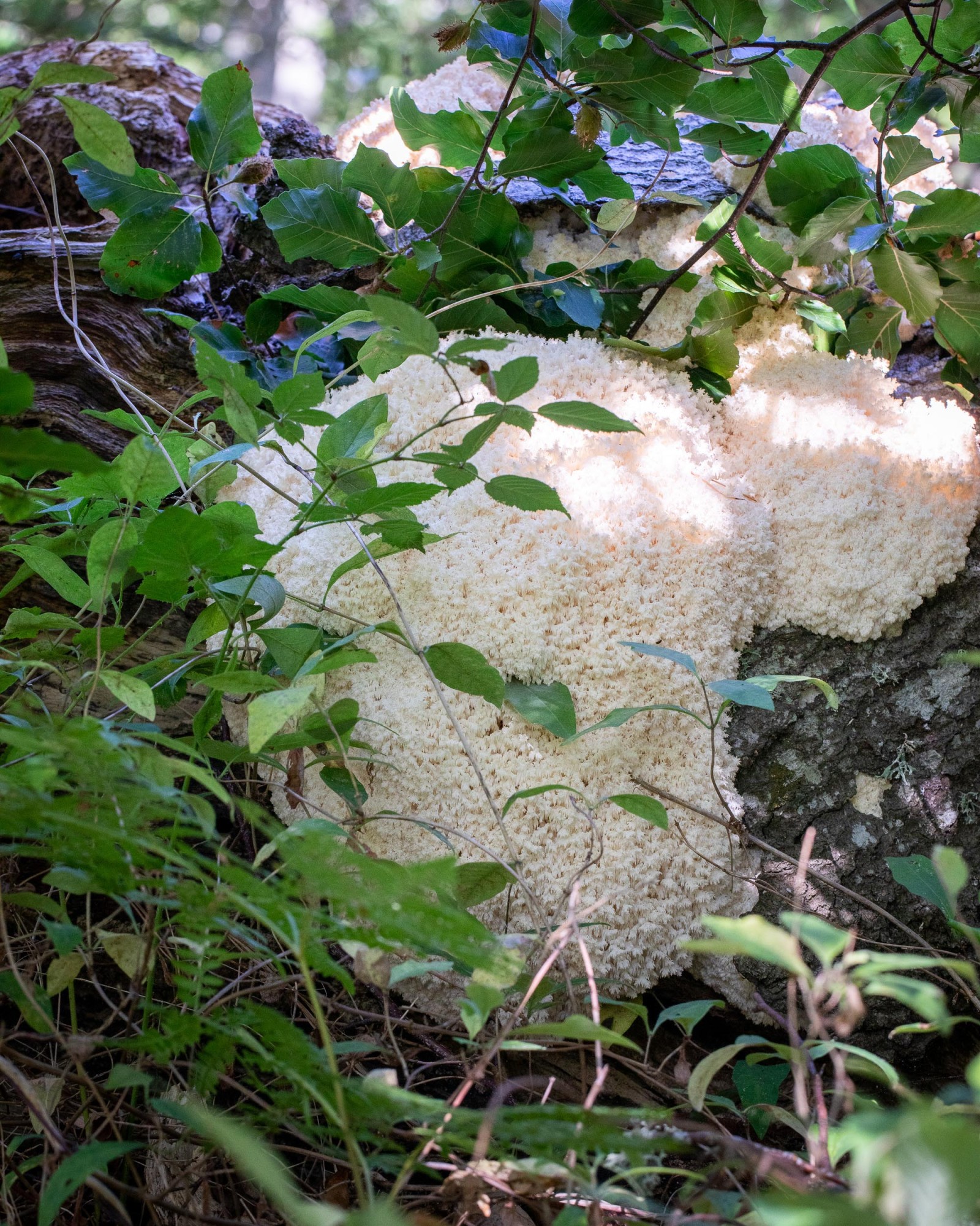 Hericium coralloides