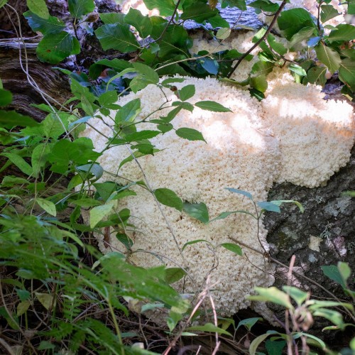 Hericium coralloides