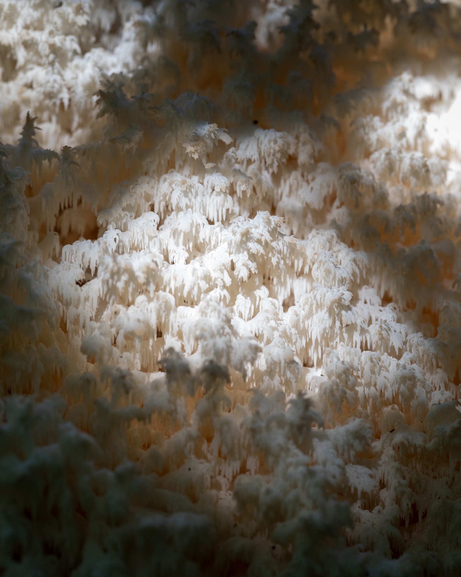 Hericium coralloides