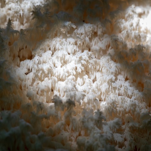 Hericium coralloides