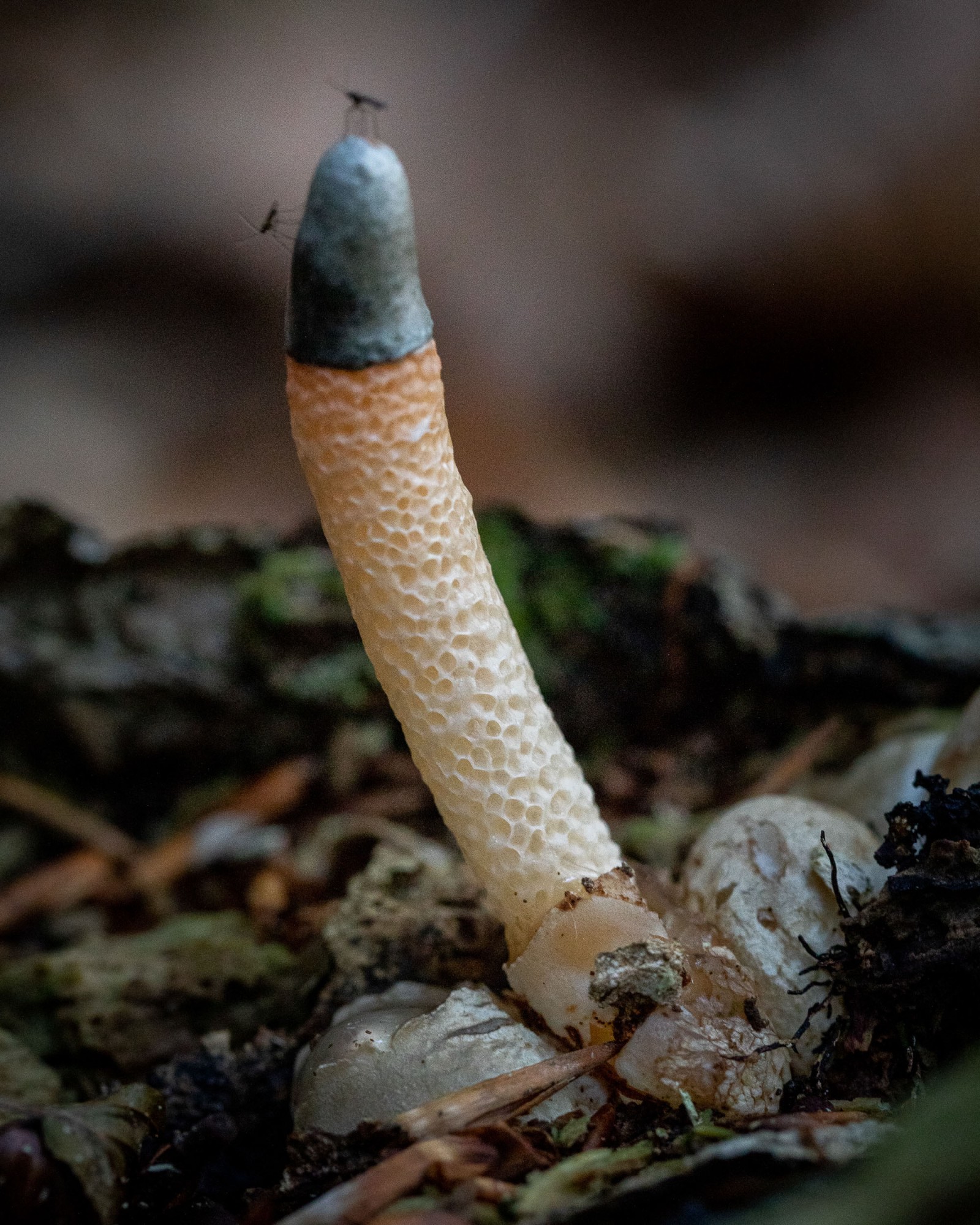 Mutinus caninus