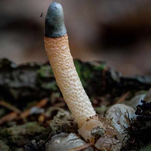 Mutinus caninus