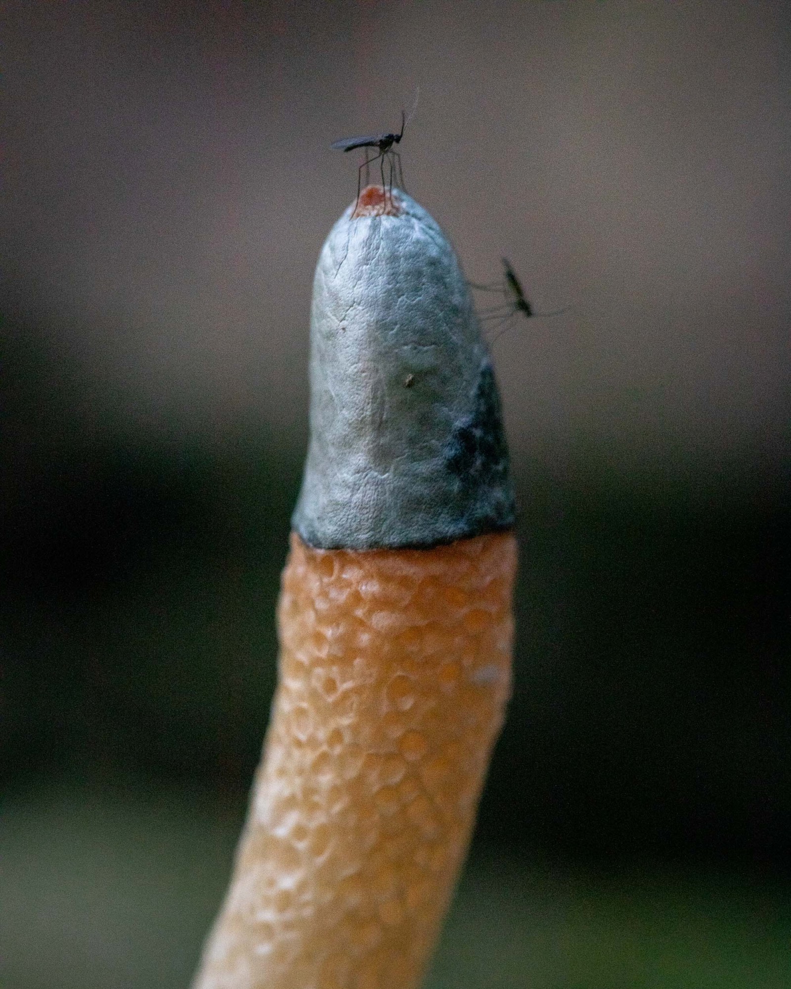 Mutinus caninus