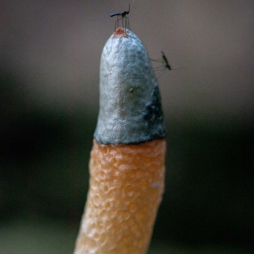 Mutinus caninus