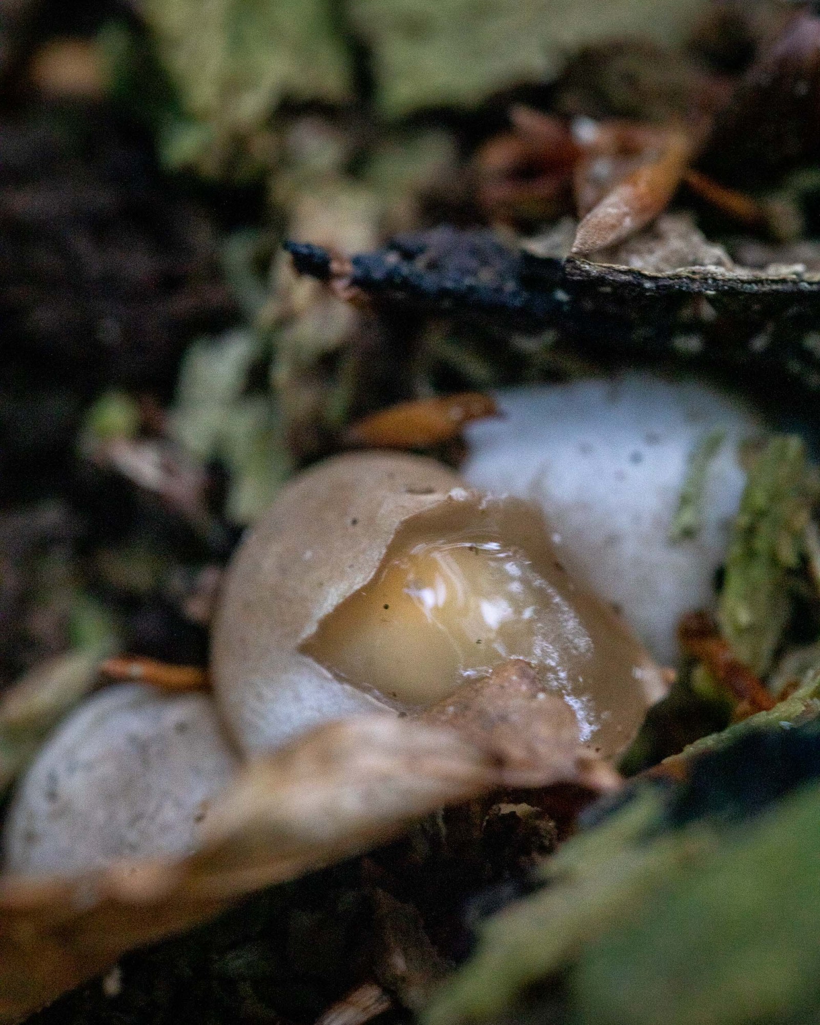 Mutinus caninus