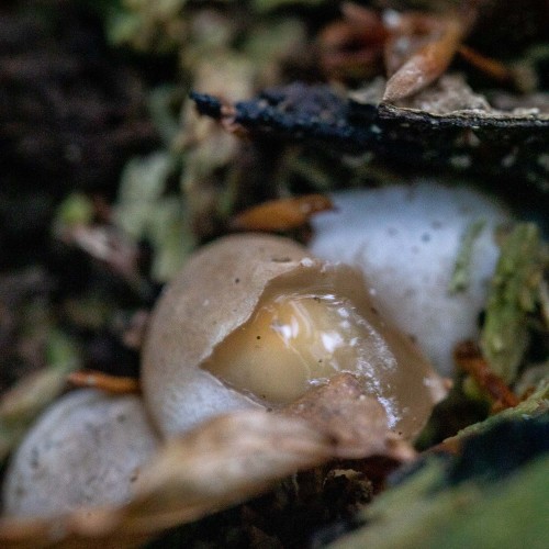 Mutinus caninus