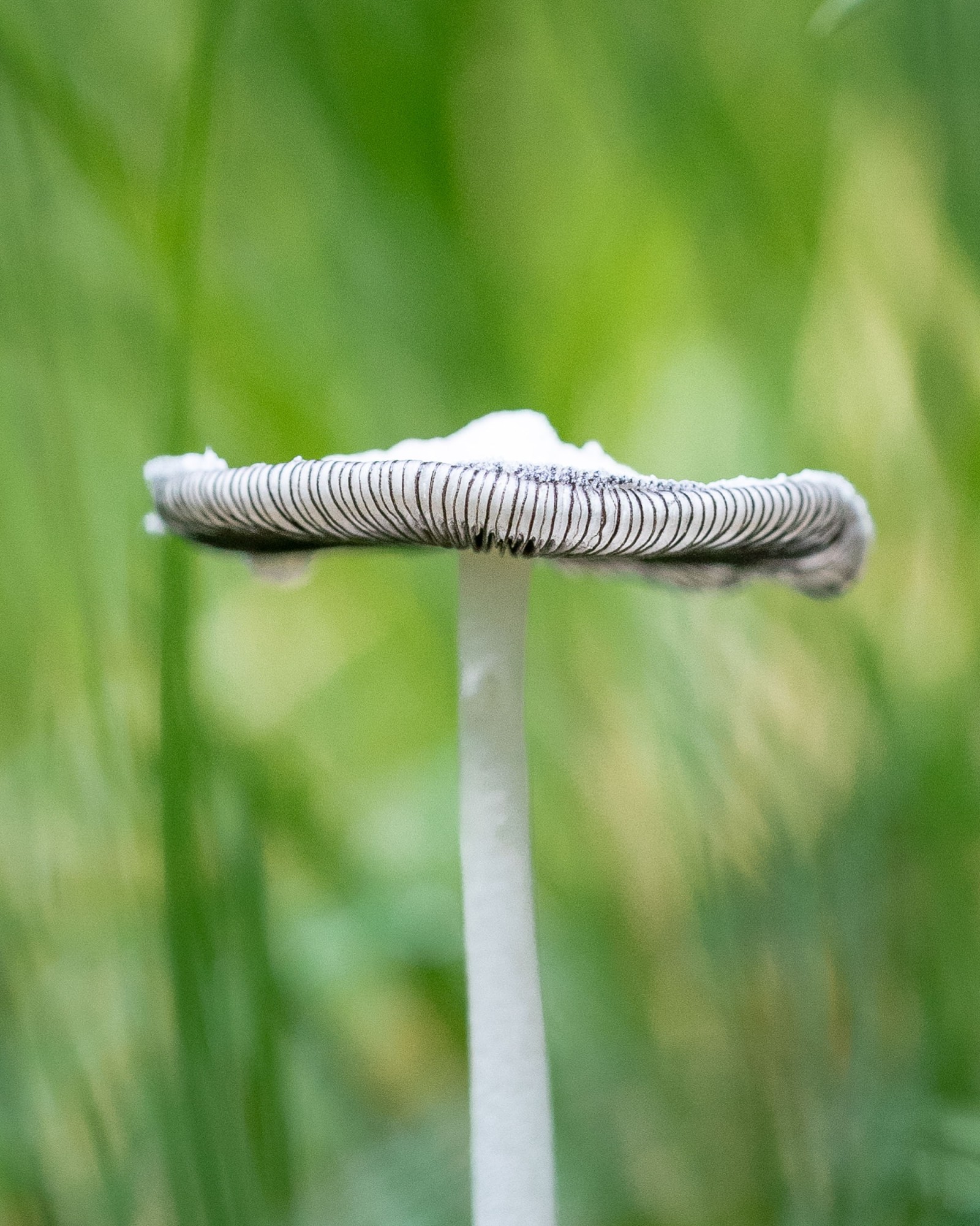 Coprinopsis atramentaria
