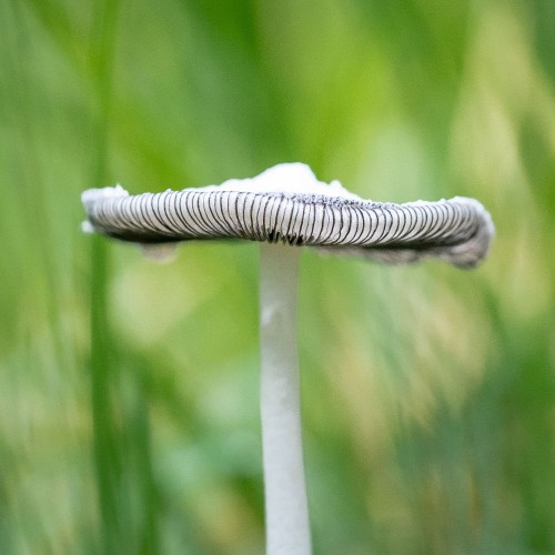Coprinopsis atramentaria