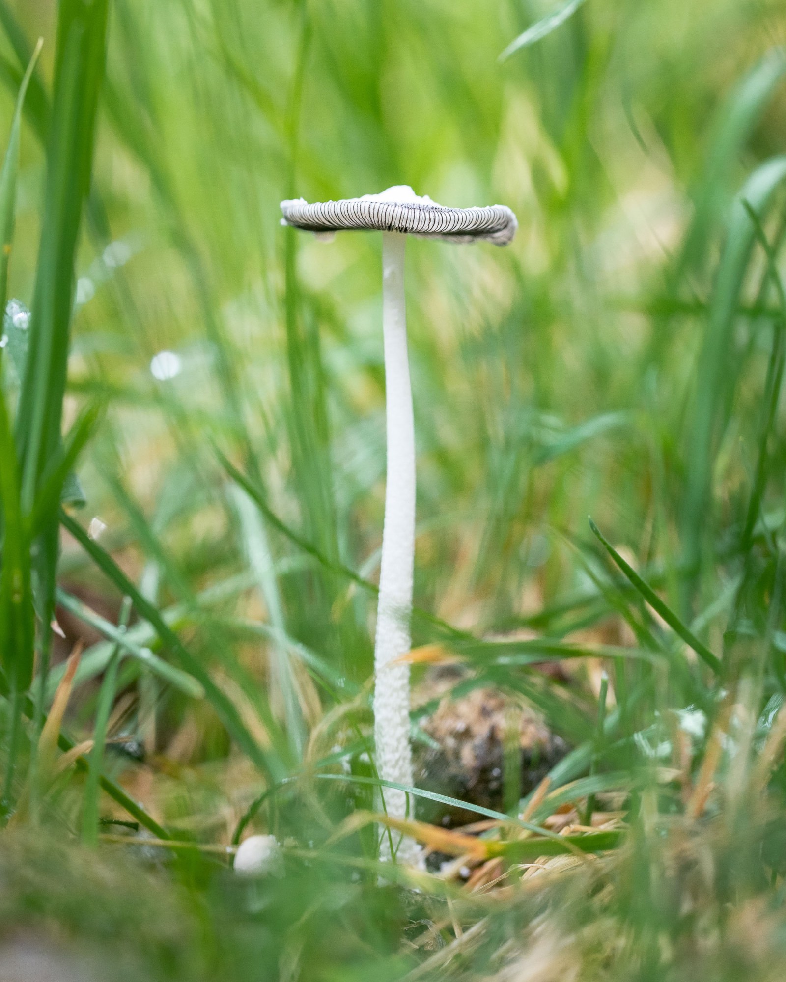 Coprinopsis atramentaria