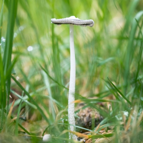 Coprinopsis atramentaria