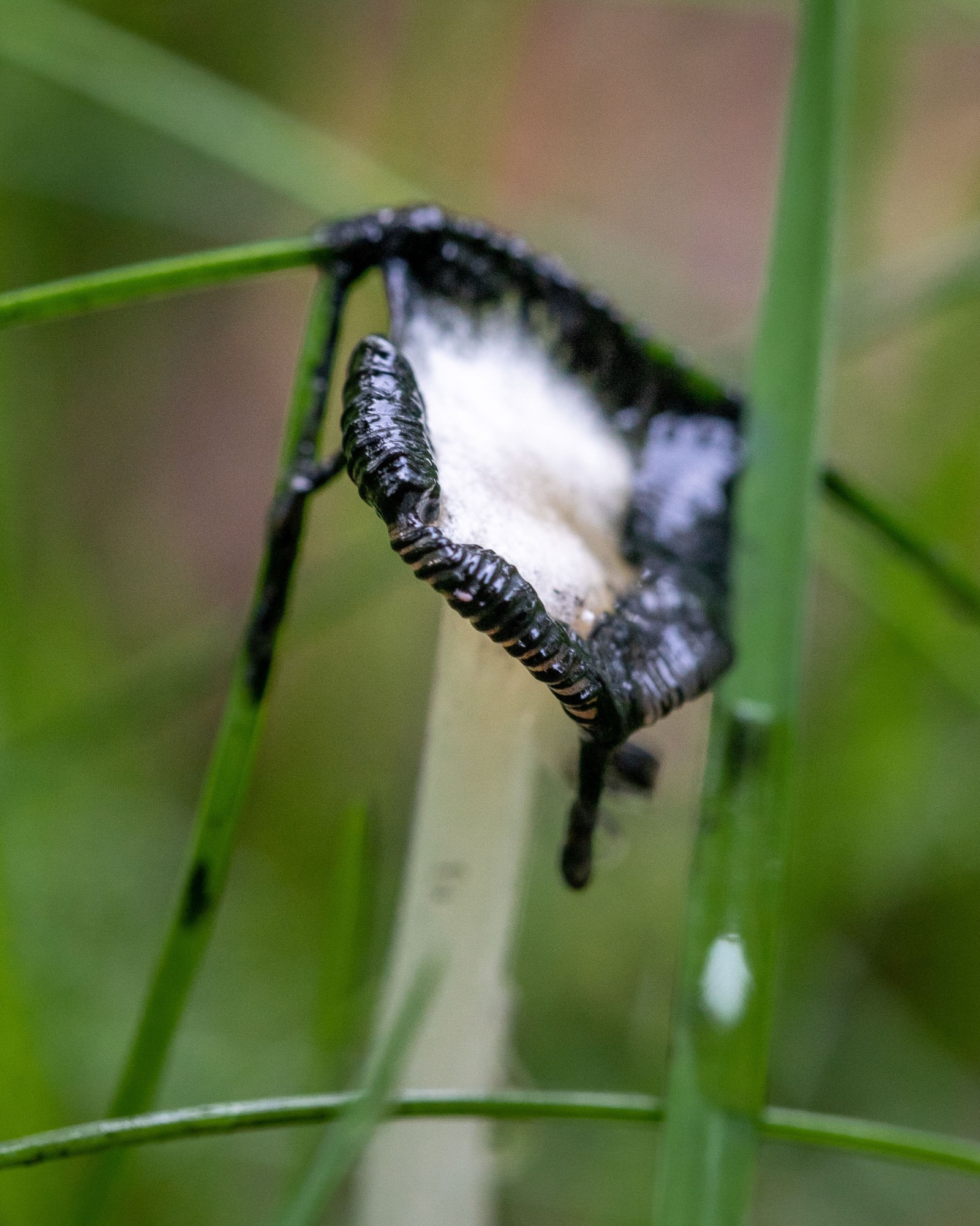 Coprinopsis atramentaria