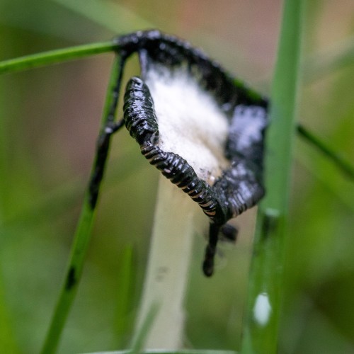 Coprinopsis atramentaria
