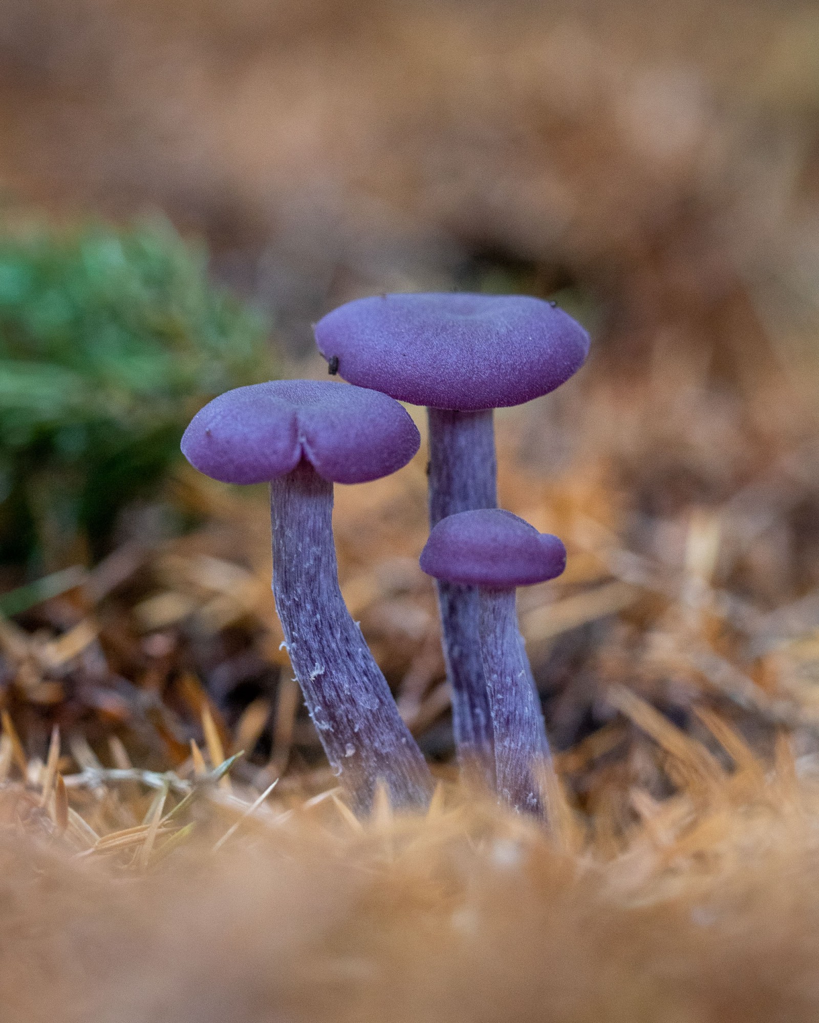 Laccaria amethystina