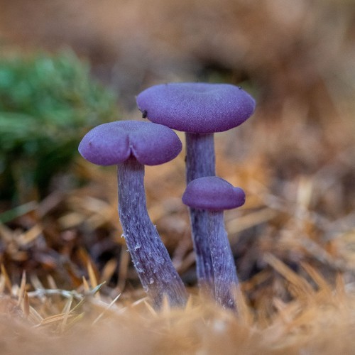 Laccaria amethystina