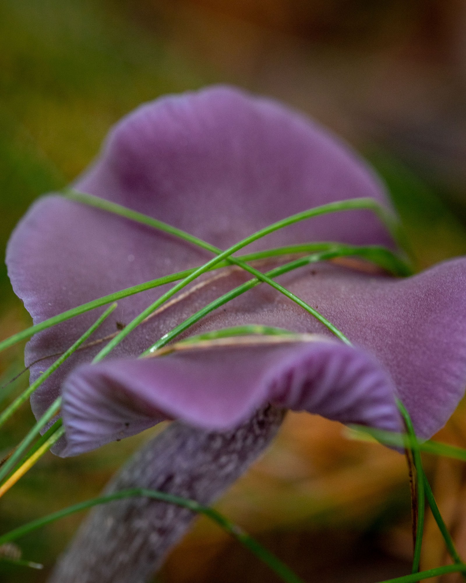 Laccaria amethystina