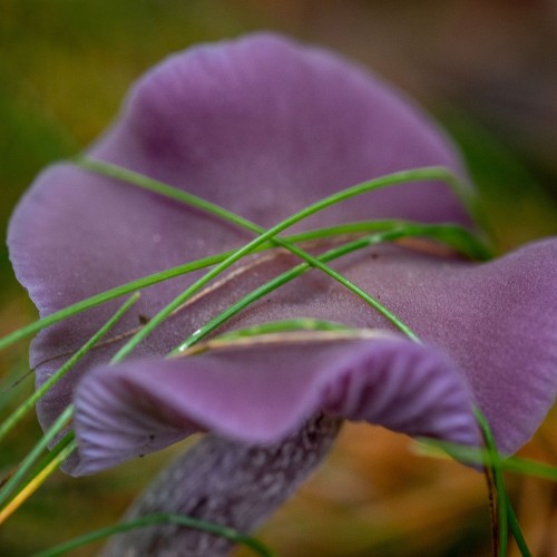 Laccaria amethystina