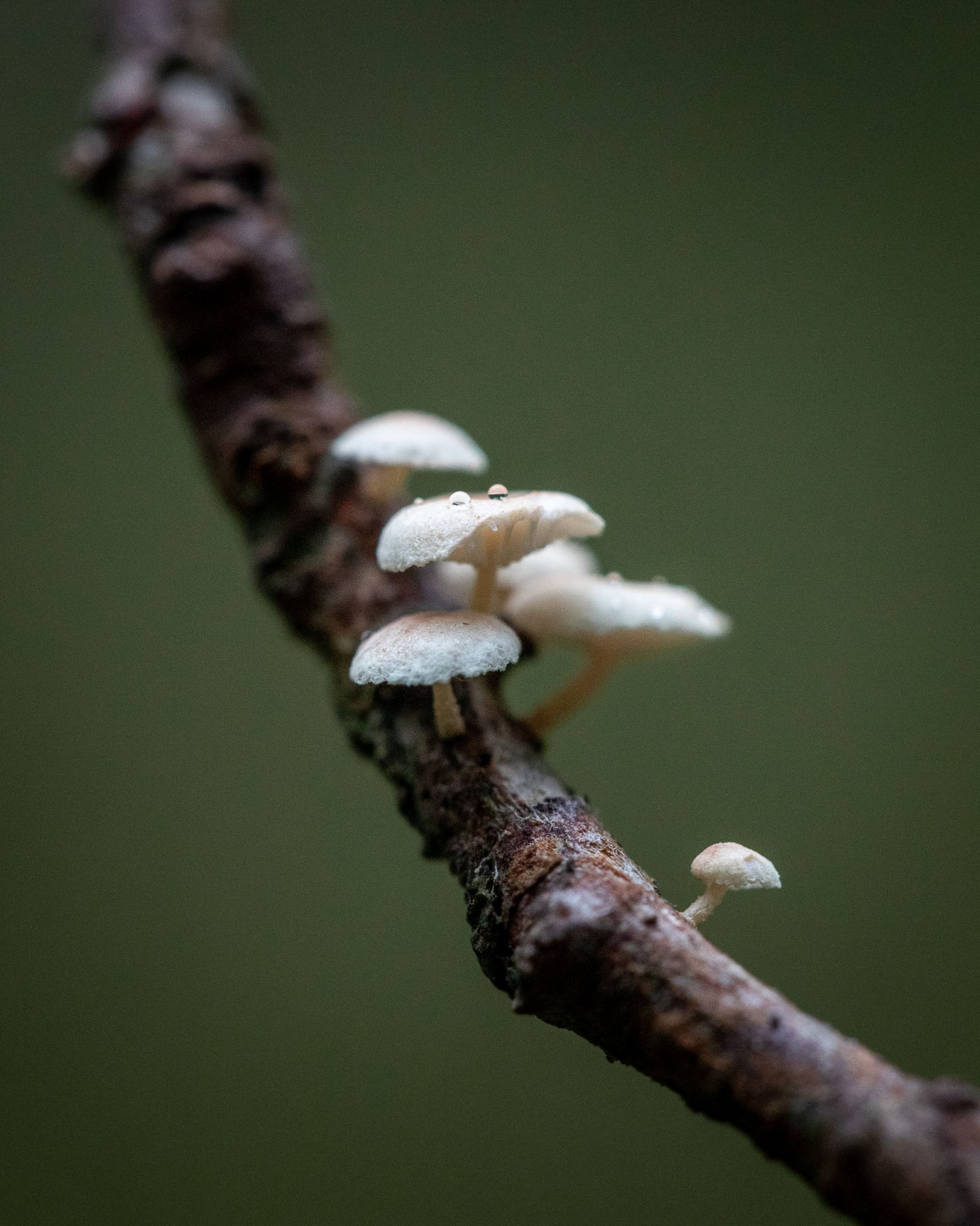 Marasmiellus ramealis