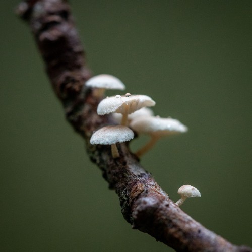 Marasmiellus ramealis