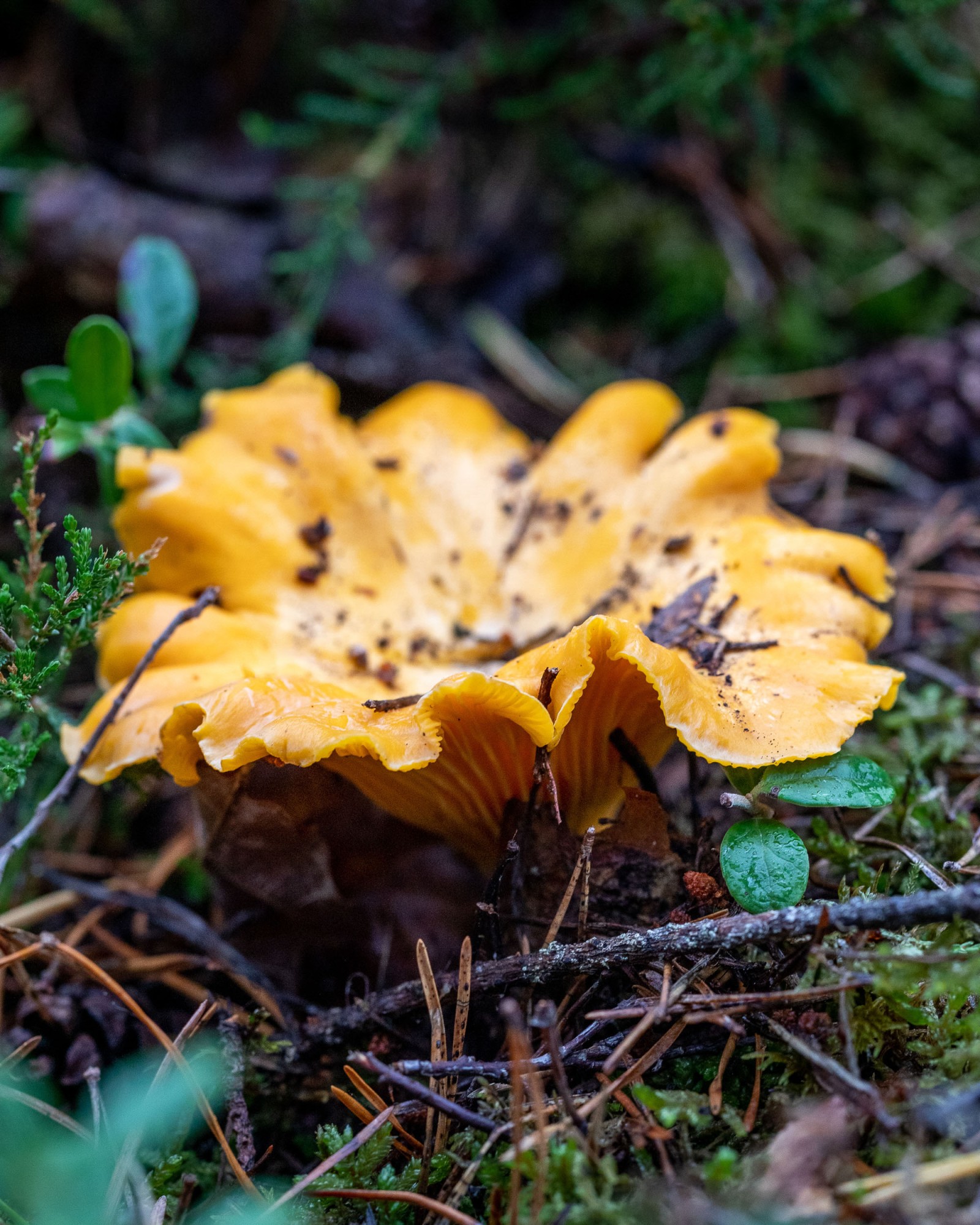 Cantharellus cibarius