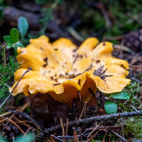 Cantharellus cibarius