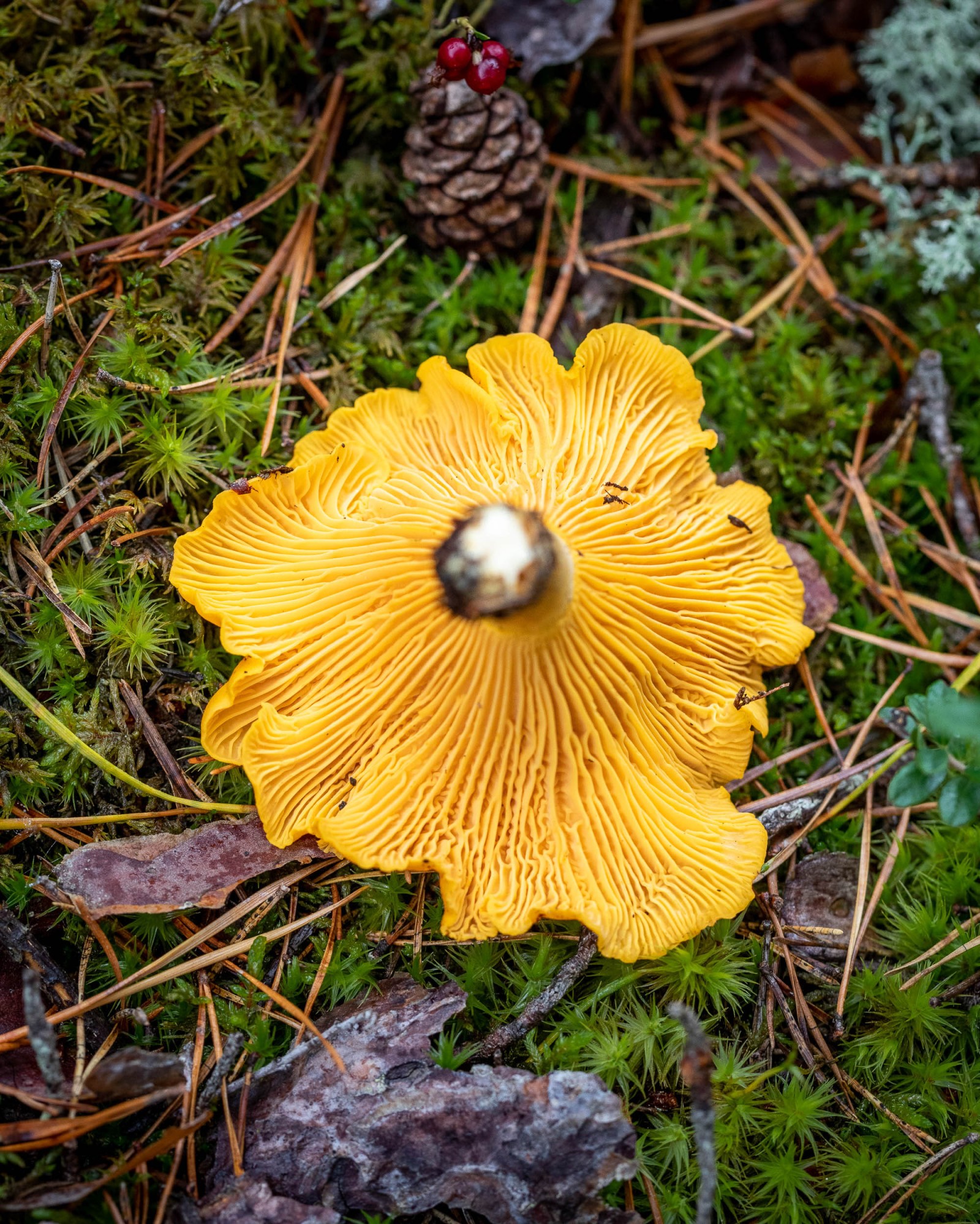 Cantharellus cibarius