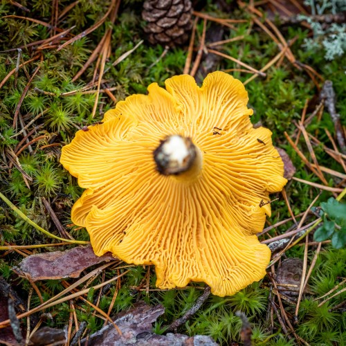 Cantharellus cibarius