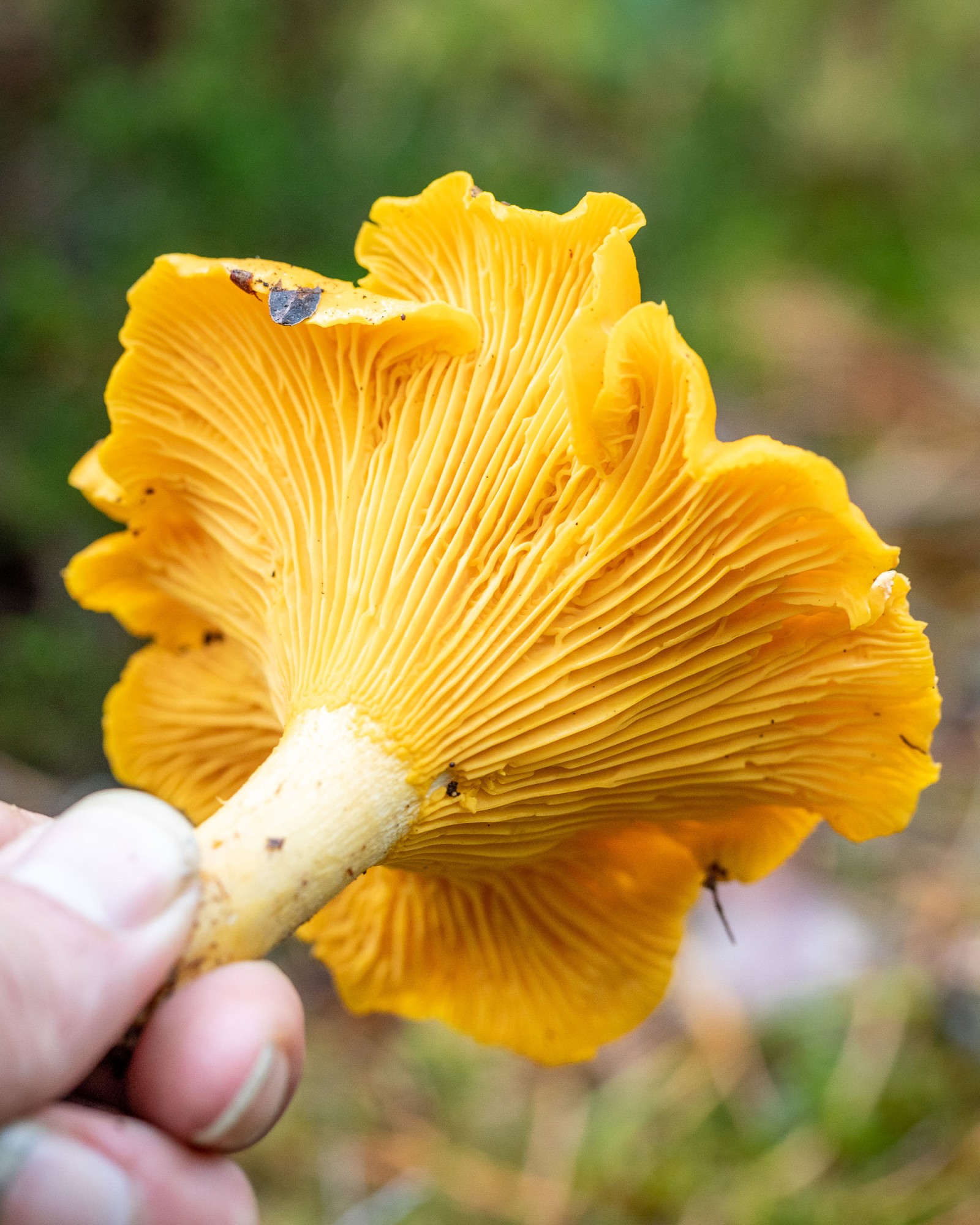 Cantharellus cibarius