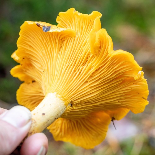 Cantharellus cibarius