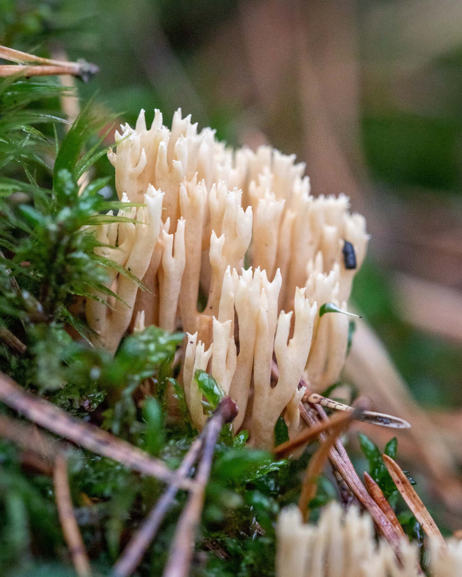 Ramaria sp