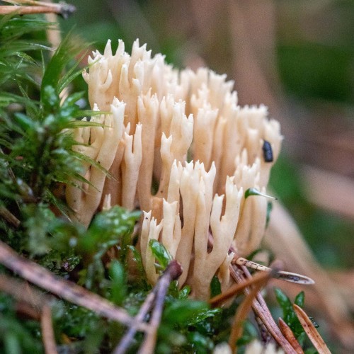 Ramaria sp