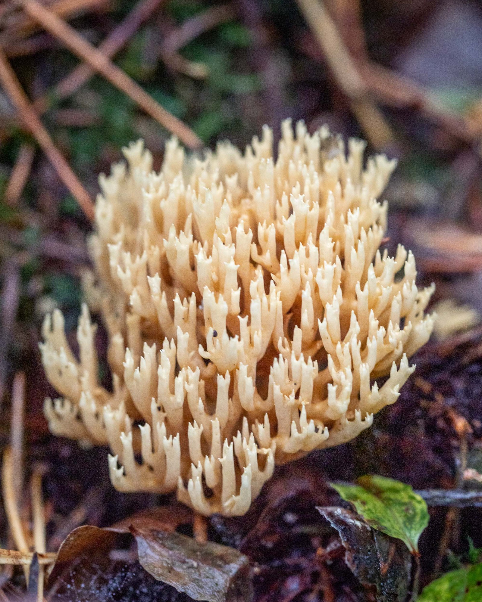 Ramaria sp.